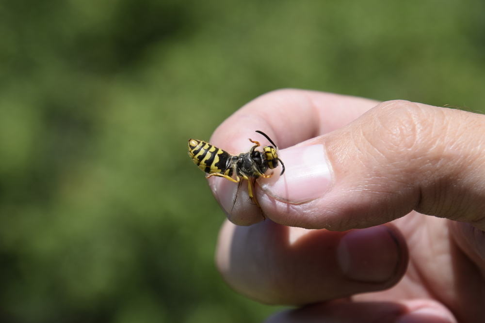bi ong vo ve chich