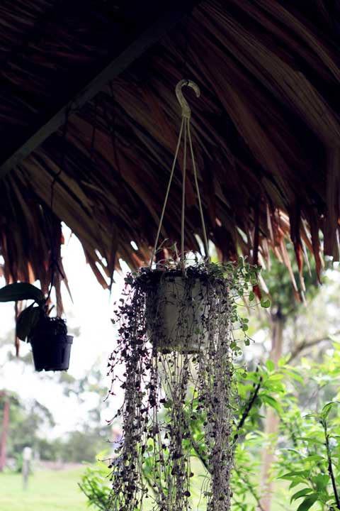 Mỹ Linh Mỹ Linh